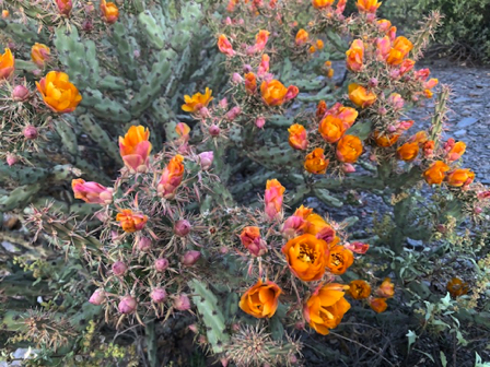 May 9 - 
Another beautiful Cholla in bloom!